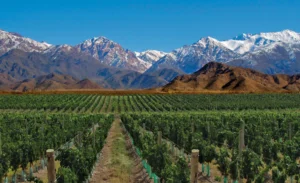 From 90 Liters To 15: Is Argentina’s Wine Culture Collapsing?